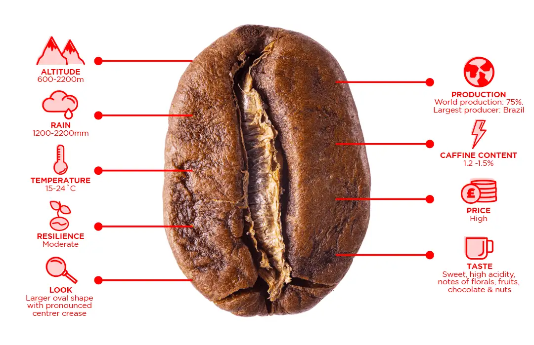 مشخصات قهوه عربیکا