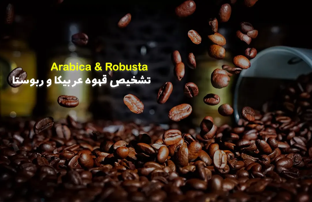 تشخیص قهوه عربیکا و ربوستا