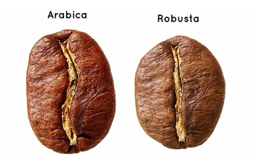 تفاوت قهوه عربیکا و ربوستا