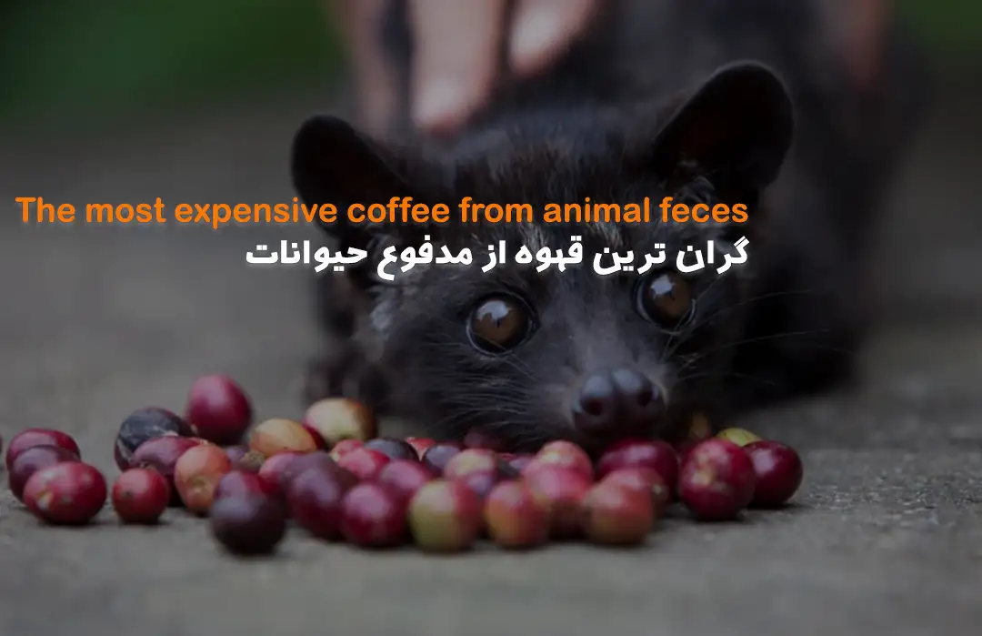 گران ترین قهوه از مدفوع حیوانات