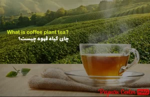 چای برگ گیاه قهوه چیست؟