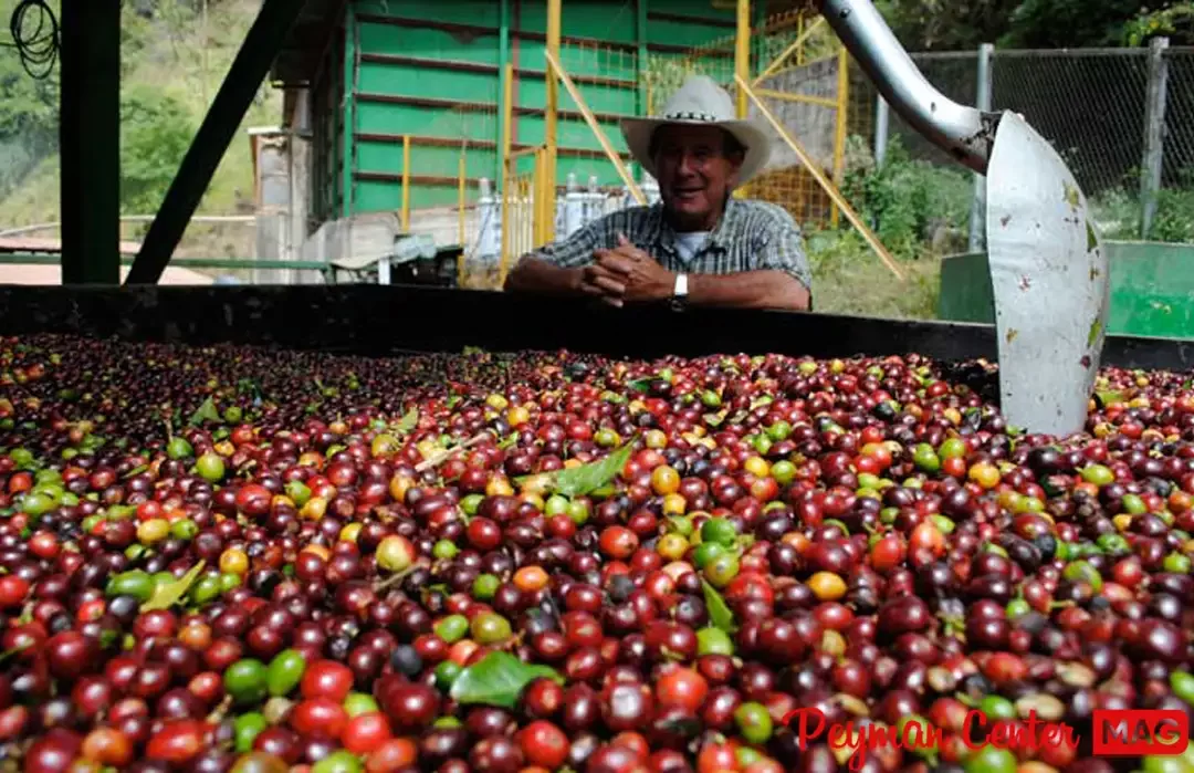 قهوه آل سالوادور چیست؟